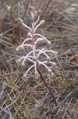 Ledebouria ovalifolia