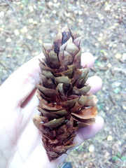 Loxia