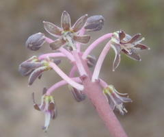 Ledebouria ovalifolia