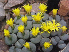 Lithops localis