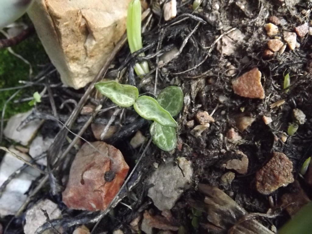 Ceropegia occulta, Cape Winelands, ZA-WC, ZA