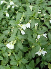 Lobelia serpens