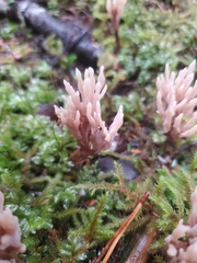 Clavulina castaneipes