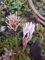 Clavulina castaneipes