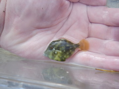 Stephanolepis hispida