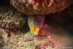 Gymnothorax nudivomer