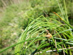 Isolepis prolifera