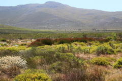 Thamnochortus spicigerus