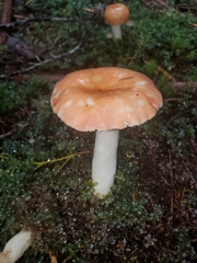 Russula bicolor