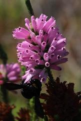 Erica verticillata
