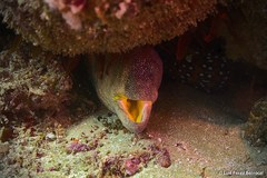 Gymnothorax nudivomer