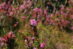 Erica verticillata