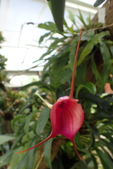 Masdevallia amabilis