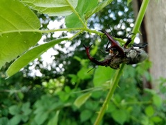 Lucanus cervus cervus