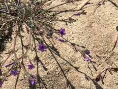 Gilia tenuiflora