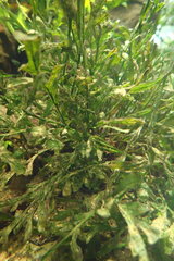 Leptochilus pteropus