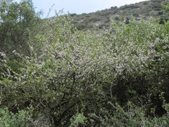 Ehretia rigida rigida
