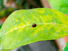 Pentilia chelsea