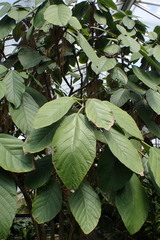 Myriocarpa stipitata