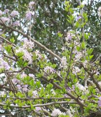 Ehretia rigida rigida