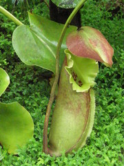Nepenthes robcantleyi