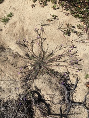 Gilia tenuiflora