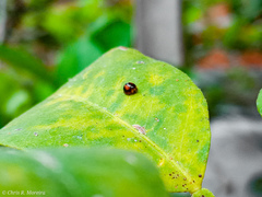 Pentilia chelsea