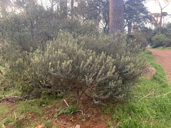 Phylica buxifolia