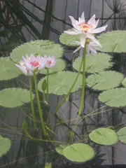 Nymphaea