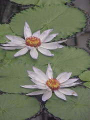 Nymphaea