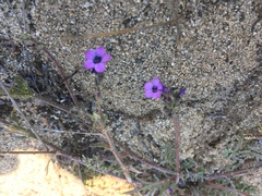 Gilia tenuiflora