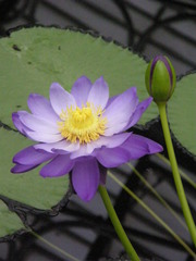 Nymphaea