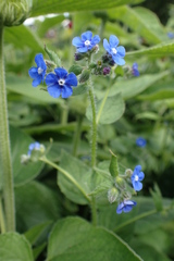 Omphalodes