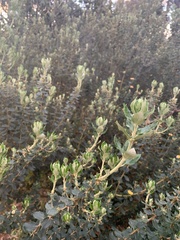 Phylica buxifolia