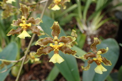 Oncidium baueri