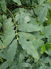 Oxyanthus racemosus