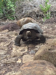 Chelonoidis niger chathamensis