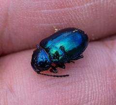 Chrysochus goniostoma