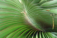 Pandanus heterocarpus