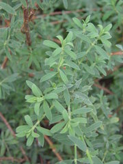 Paronychia canariensis