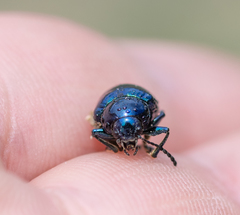 Chrysochus goniostoma