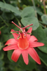 Passiflora murucuja