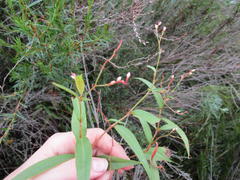 Persicaria meisneriana