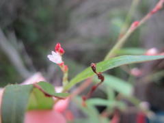 Persicaria meisneriana