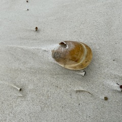 Laevicardium serratum