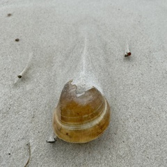 Laevicardium serratum