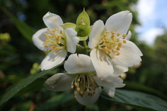 Philadelphus tomentosus