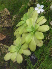 Pinguicula agnata