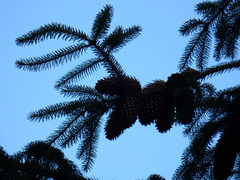 Picea likiangensis