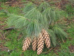 Pinus wallichiana